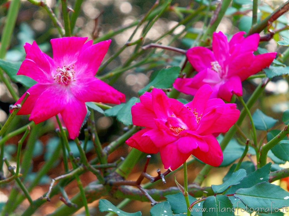 Burcina Park in Pollone (Biella. Italy) - Wild roses